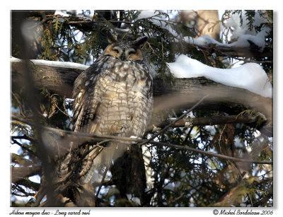 Hibou moyen duc  Long eared owl