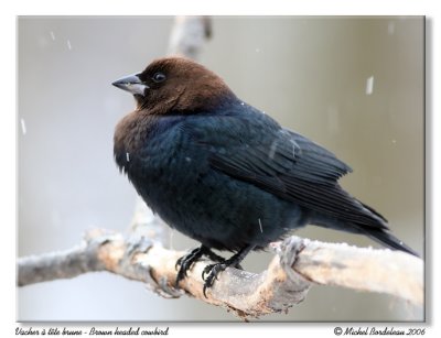 Vacher à tête brune - Brown headed cowbird