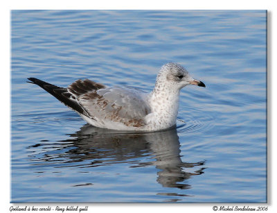 Goland  bec cercl  Ring billed gull
