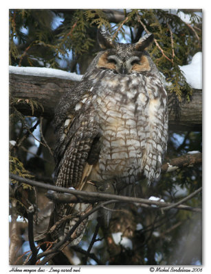 Hibou moyen duc - Long eared owl