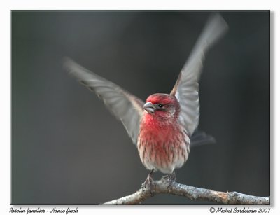 Roselin familier House finch
