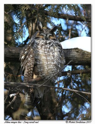 Hibou moyen duc  Long eared owl