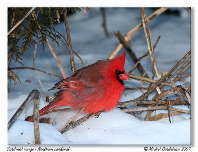 Cardinal rouge  Northern cardinal