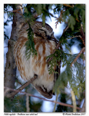 Petite nyctale  Northern saw whet owl