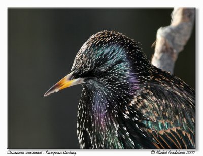 tourneau sansonnet - European starling