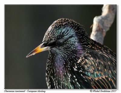 Étourneau sansonnet - European starling