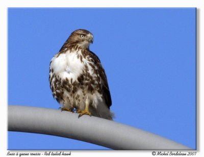 Buse  queue rousse  Red tailed hawk