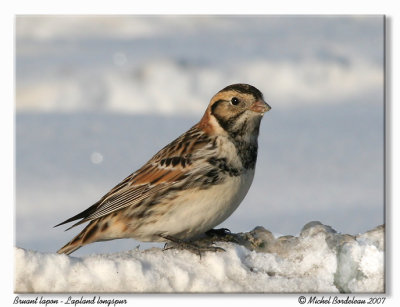 Bruant lapon  Lapland longspur