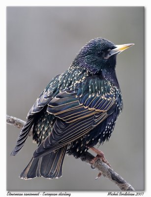 tourneau sansonnet  European starling