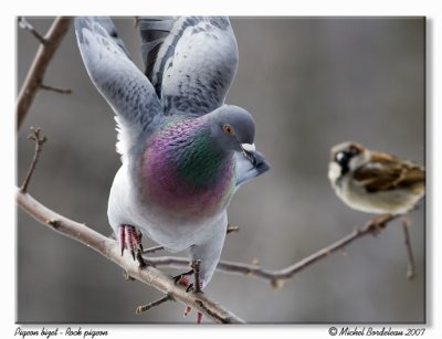Pigeon bizet  Rock pigeon