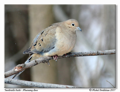 Tourterelle triste  Mourning dove