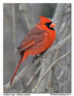 Cardinal rouge  Northern cardinal