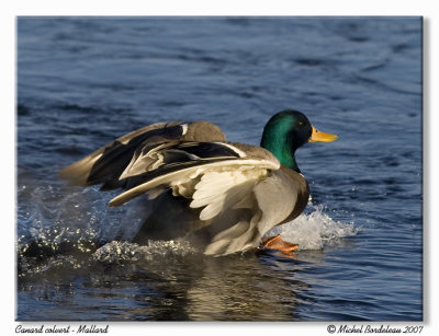 Canard colvert  Mallard