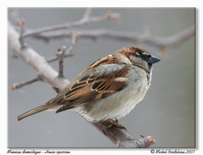 Moineau domestique  House sparrow