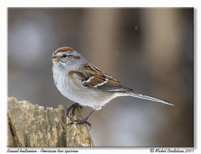 Bruant hudsonien  American tree sparrow