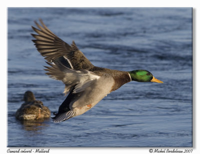 Canard colvert  Mallard