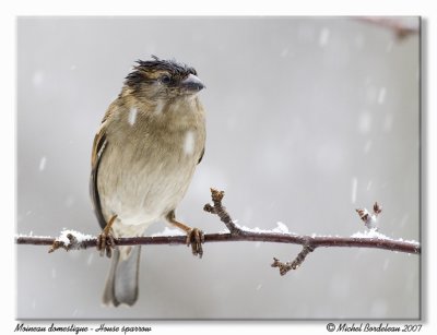 Moineau domestique  House sparrow