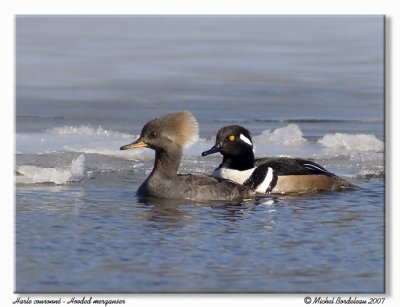 Harle couronn - Hooded merganser