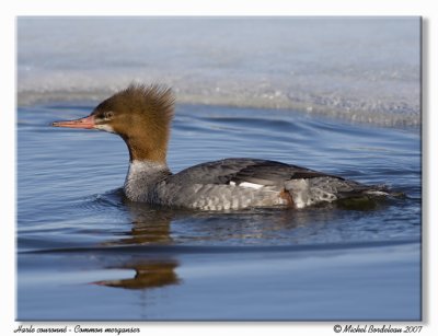 Grand harle - Common merganser