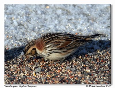 Bruant lapon  Lapland longspur