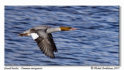 Grand harle - Common merganser