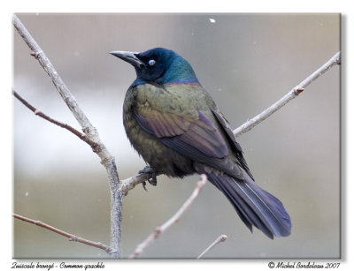 Quiscale bronz <br/> Common grackle