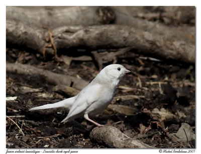 Junco ardois  Dark eyed junco