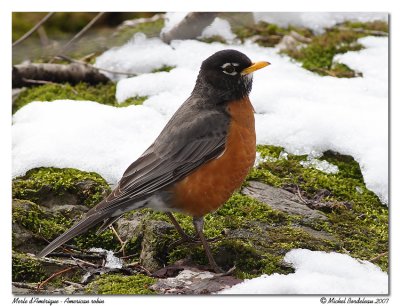 Merle d'Amrique  American robin