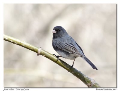 Junco ardois  Dark eyed junco