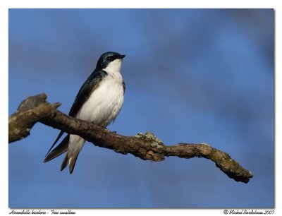 Hirondelle bicolore  Tree swallow