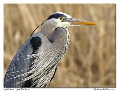 Grand hron <br/> Great blue heron