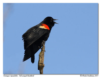 Carouge  paulettes  Red winged blackbird