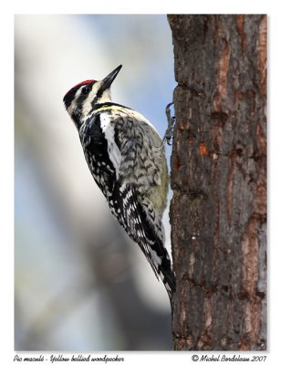 Pic macul  Yellow bellied woodpecker