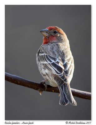 Roselin familier House finch
