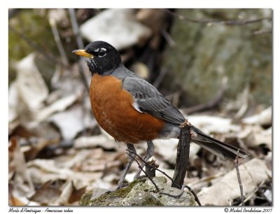 Merle d'Amrique  American robin