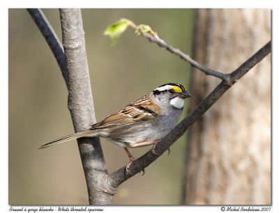 Bruant   gorge blanche  White throated sparrow