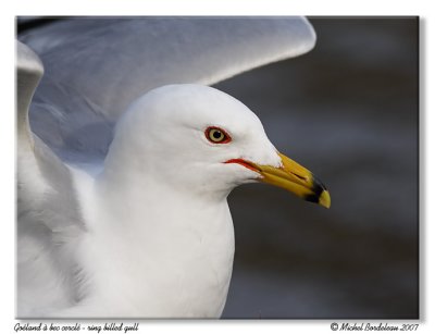 Goland  bec cercl - Ring billed gull