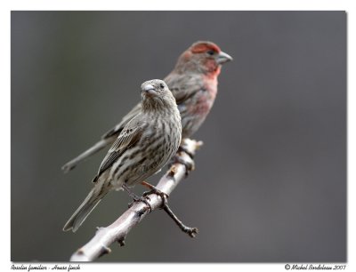 Roselin familier  House finch