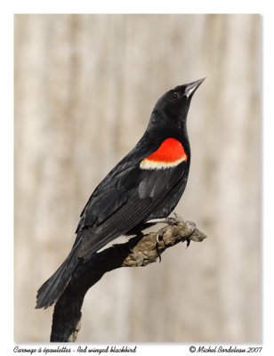 Carouge  paulettes - Red winged blackbird