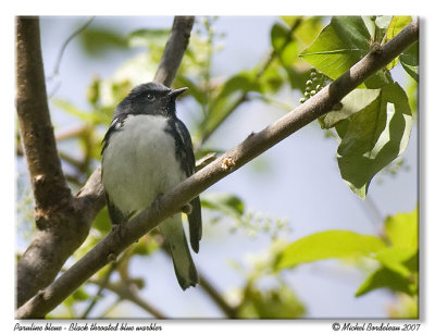 Paruline bleue - Black throated blue warbler