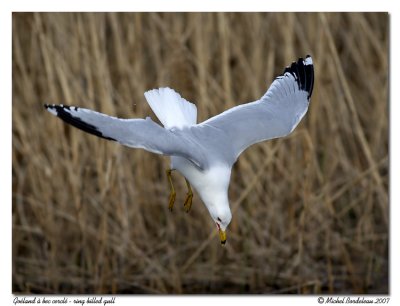 Goland  bec cercl <br> Ring billed gull