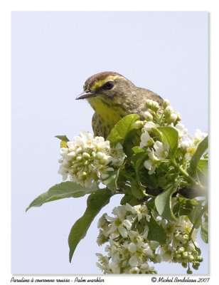 Paruline  couronne rousse  Palm warbler