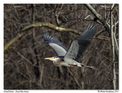 Grand hron <br> Great blue heron