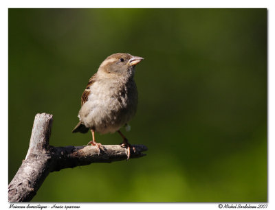 Moineau domestique - House sparrow