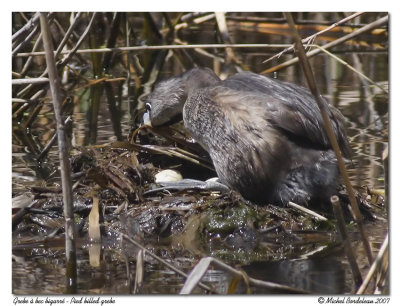 Grbe  bec bigarr - Pied billed grebe