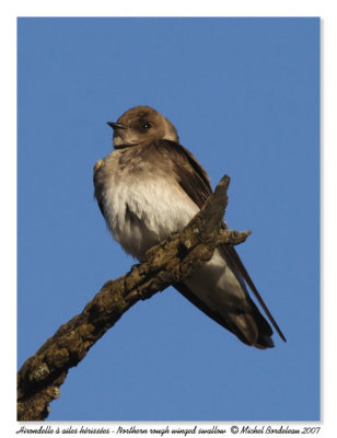 Hirondelle à ailes hérissées - Northern rough winged swallow