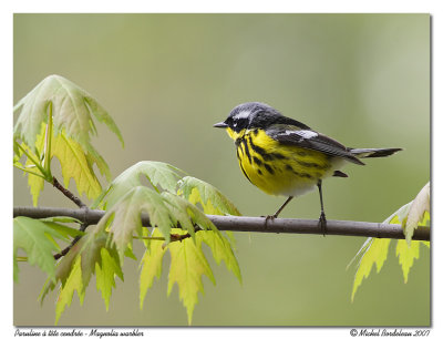 Paruline  tte cendre - Magnolia warbler