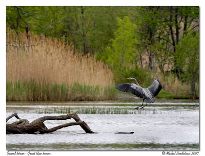 Grand héron Great blue heron
