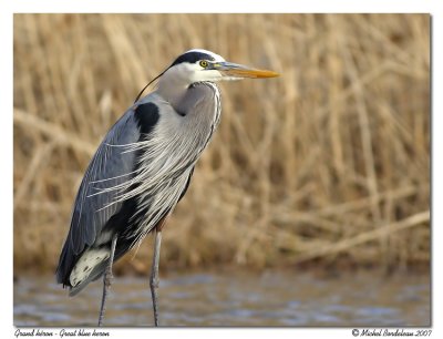 Grand héron Great blue heron