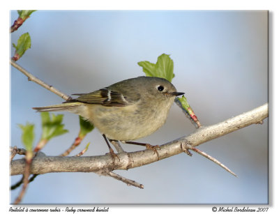 Roitelet  couronne rubis - Ruby crowned kinglet